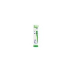 LEDUM PALUSTRE GRANULO 5CH BOIRON