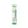 LEDUM PALUSTRE GRANULO 5CH BOIRON